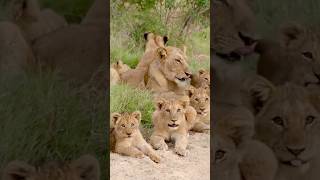 Baby Lions With Mom Baby Lion Shorts [upl. by Ajiak]