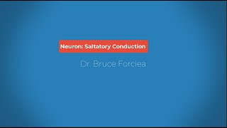 Nervous System Saltatory Conduction [upl. by Ryle]