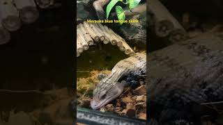 Merauke blue tongue skink Underwater World at Langkawi Malaysia [upl. by Cilegna]