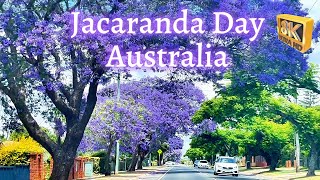 Jacaranda Day in Australia 2024 8K [upl. by Alexia795]