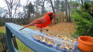 Relaxing Bird Watching Cardinal Eats Seeds as Chickadees and Titmice Drop By [upl. by Akcirederf689]