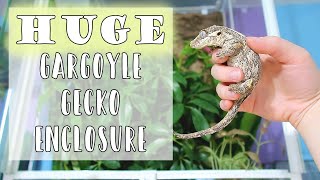 Gargoyle Gecko Bioactive Setup  OiiBO knock down terrarium [upl. by Tannenbaum3]