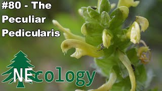 NEcology 80  The Peculiar Pedicularis [upl. by Steere]