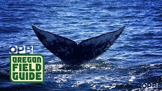 How Noise Pollution Hurts Gray Whales [upl. by Gabbie655]