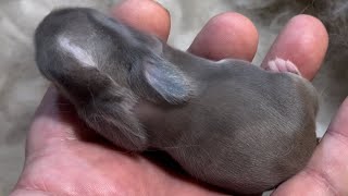 Dinah amp Jonah Holland Lop Litter 5 Days Old [upl. by Ahsinnod]