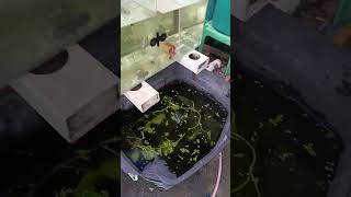 crayfish crayfishfarming crayfishvideo [upl. by Truscott]