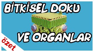 Bitkisel Doku ve Organlar Özet  AYT Biyoloji [upl. by Massiw835]