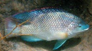 Types of tilopiatilapia fishniloticagift tilapia Mozambique tilapia [upl. by Nilesoy]