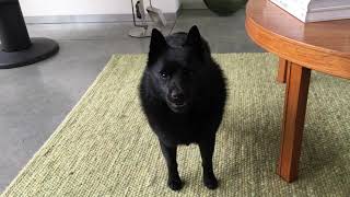 Schipperke dog when it’s 5 minutes until supper time [upl. by Lanuk242]