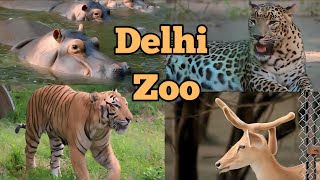 Delhi zoo vlog 2024  Delhi chidiya ghar  delhi zoo all animals video 2024  delhi zoo [upl. by Ecnerolf]