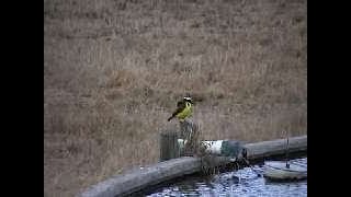 Bird Watch Great Kiskadee [upl. by Hurd]