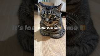 It’s loaf check time 🍞😽shorts funny cat [upl. by Rundgren]