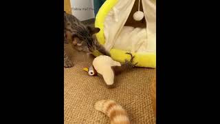 My cat goes crazy for this flapping bird toy 😸cat cutecats cattoys catlover catmom kitten [upl. by Wolfram]