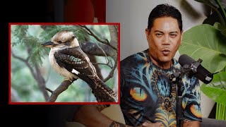 Lopaka Colóns famous bird calls will blow your mind [upl. by Sirtemed]