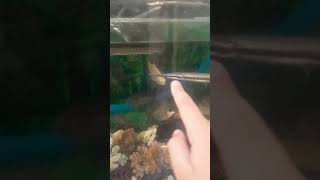 Perbedaan aligator gar sama Florida gar predatorfishtank ikan [upl. by Pownall]