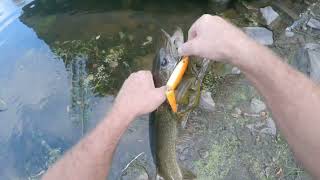 Roseau River Fishing Northern Pike and Walleye [upl. by Artemis]