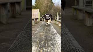 Adorable Owl Running [upl. by Codie]