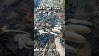 Asapin ikan pare [upl. by Aubin]