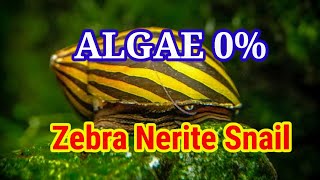 Zebra Nerite Snail  Remove Algae 100  Green Spot Algae amp Any Type Of Algae WIll Be Gone [upl. by Ruon]