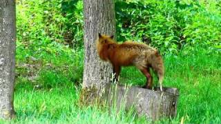 German Wildlife  Tiere des deutschen Waldes [upl. by Ylenaj605]