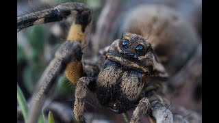 Araña Lobo Lycosidae Arañas Argentinas Tarántulas Argentinas Araña Lobo Argentina [upl. by Mose799]