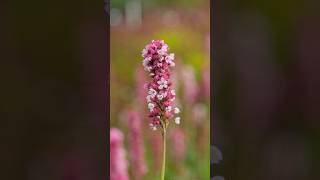 Persicaria affinis Kabouter  poznaj niską okrywową i długo kwitnącą bylinę byliny kwiaty ogród [upl. by Kalin359]