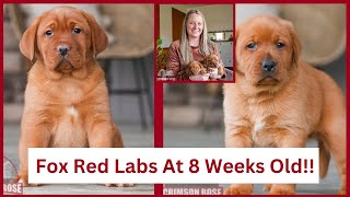 What To Expect from 8 Week Old Fox Red Labrador Retrievers [upl. by Aeel428]