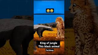 honeybadger king of the jungle lion do afraid of this animal [upl. by Eillam678]