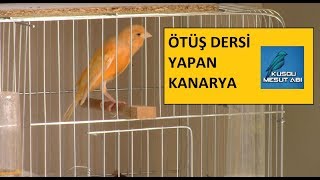 5 Aylık Kanarya Ötüş Dersi Yapıyor [upl. by Ailehs]