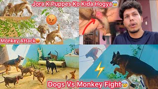 Dogs Or Monkeys Ki Kai Ghanto Tak Ladai Chali😰 Jora K Puppes Ki Halat Kharab Hogye😢Chot Lag Gye [upl. by Nivlen982]