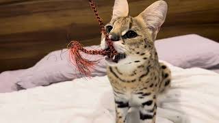 Serval Cat Playing on a Bed [upl. by Gaylene10]