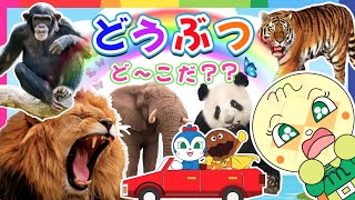 【子供向け野生動物のアニメ】アンパンマンと学ぼう☆ライオン、クマ、ゾウ、ワニ、キリンなど、一般的な15種類の野生動物の名前を一緒に学びましょう【子供が喜ぶ 動物の知育動画】 [upl. by Diann151]