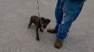 10 Wk Old Cane Corso Terrified When Taken Away From Dad For Training  Lola [upl. by Lesna]