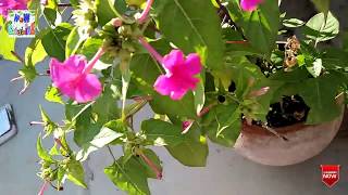 How to Grow amp Care Merabilis jalapa plant at home11oclock [upl. by Nosyt]