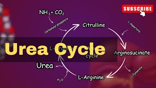 Urea cycle Explained Urea cycle biochemistry  conversion of Ammonia into Urea [upl. by Nwahsirhc706]