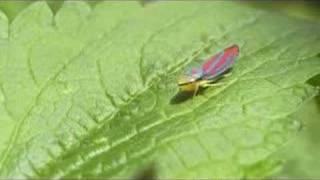 Leafhopper Strut [upl. by Kentiggerma]