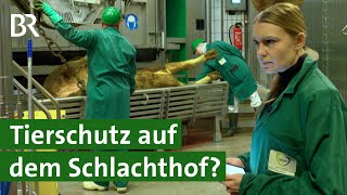 Als Tierärztin auf dem Schlachthof arbeiten  Tierschutz  Unser Land  BR [upl. by Mlawsky43]