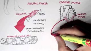 Myology  Introduction Skeletal Cardiac Smooth Muscles [upl. by Edith]