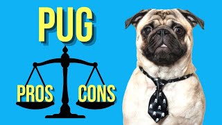 Pug Pros and Cons  A Must Watch for New Potential Pug Owners [upl. by Roux]