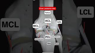 Knee ligaments trending anatomy mbbs nursing viralvideo ytshorts [upl. by Octave]