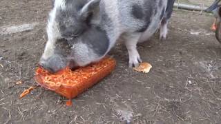 Tilly the pig Eats Spaghetti [upl. by Eiramasil]