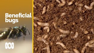 Using good bugs to fight bad bugs could be key to pesticidefree farming  Landline  ABC Australia [upl. by Lotsirb]