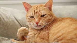 These FUNNY CATS will make you LAUGH SUPER HARD 😹 Funny ANIMALS videos 2024 [upl. by Lita]