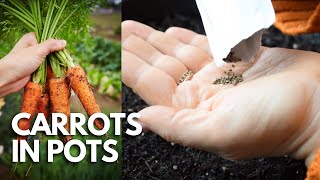 How To Grow Carrots In Pots Seed Sowing  Balconia Garden [upl. by Edya959]