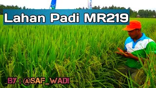 Lahan Padi MR219  Benih Terpopuler Di Petengahan 2019 [upl. by Gardy]