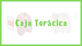 ANATOMÍA  Tórax caja torácica huesos del tórax músculos del tórax  Blasto Med [upl. by Akcirred]