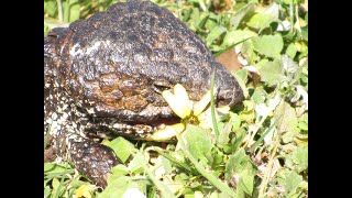 Shingleback lizard munches on Capeweed flowers [upl. by Yesrej247]