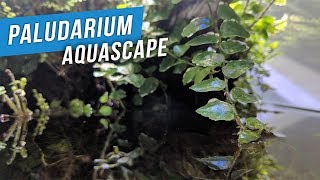 Fluval F90 Paludarium Aquascape [upl. by Map63]