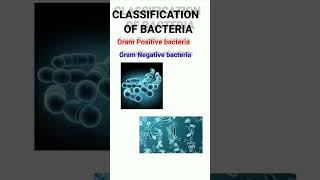 Classification of bacteria  Gram Positive amp Negative bacteria  Microbiology shortsvedio [upl. by Sydney]