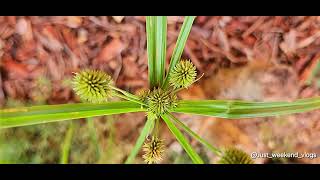 Globe Flatsedge  Cyperus Echinatus [upl. by Nowad]